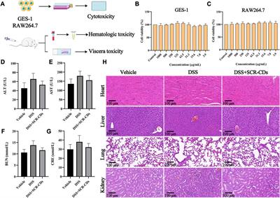 Protective effect of carbon dots derived from scrambled Coptidis Rhizoma against ulcerative colitis in mice